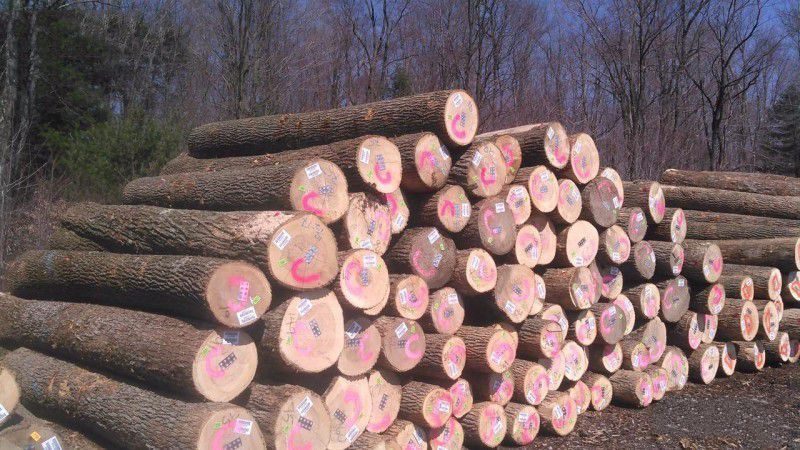 中美贸易战持续，北美红橡等进口木材受冲击!