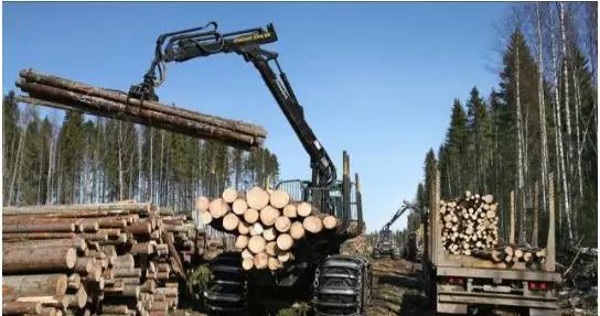 美国木材对华出口大减25%